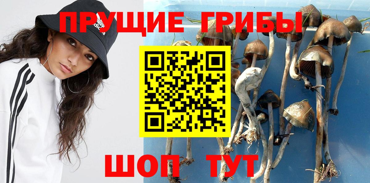 Галлюциногенные грибы Psilocybine cubensis Медногорск